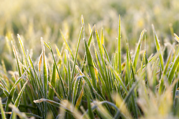 Image showing young grass plants, close-up