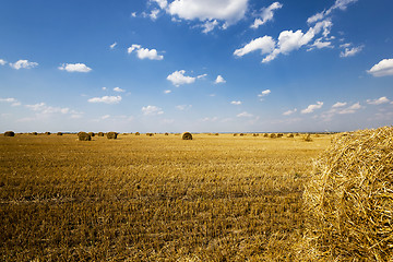 Image showing field after harvest.