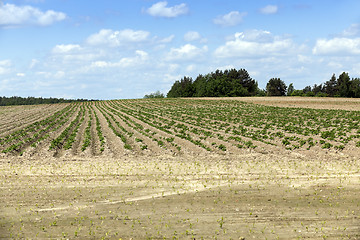 Image showing potato field, spring