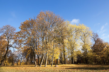 Image showing autumn foliage , the sky,