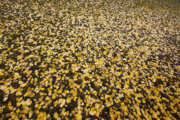 Image showing old autumn foliage