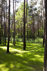 Image showing trees in spring