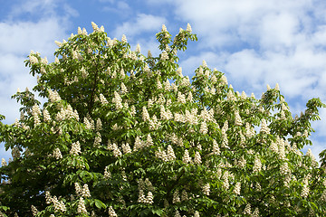 Image showing blooming chestnut tree in the spring