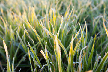 Image showing wheat during frost