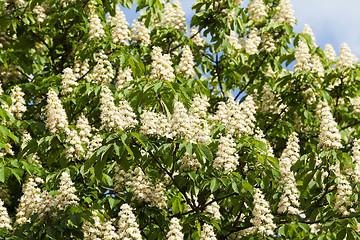 Image showing blooming chestnut tree in the spring season, a small depth of field