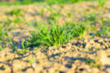 Image showing field with young wheat