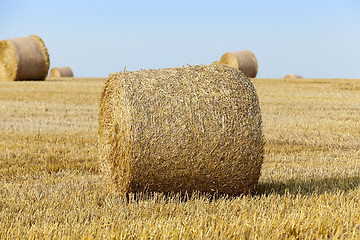 Image showing straw in the field