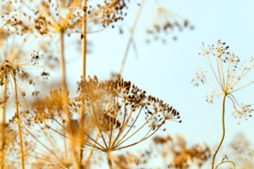 Image showing mature dill close-up