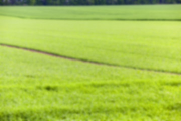 Image showing Field of wheat