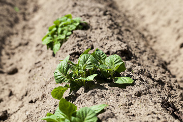 Image showing Agriculture. Green potatoes