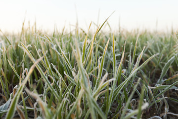 Image showing green wheat, close-up