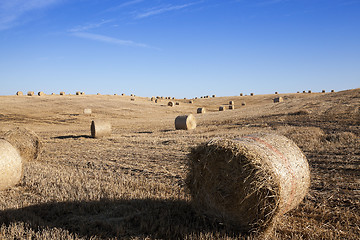 Image showing cereal farming field