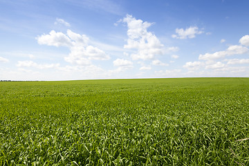 Image showing field with cereals