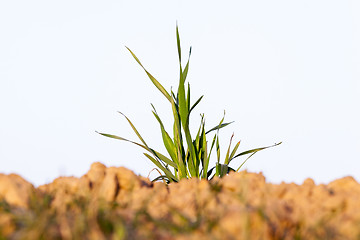 Image showing field with young wheat