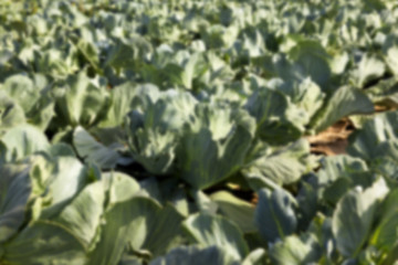 Image showing green cabbage field