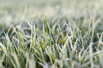 Image showing young grass plants, close-up