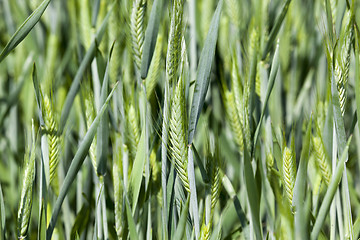 Image showing Agriculture. cereals. Spring