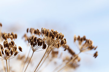 Image showing mature dill close-up