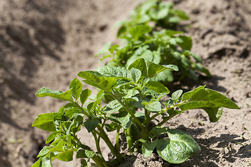 Image showing Green sprout of potato