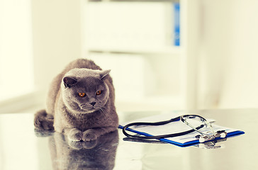 Image showing close up of british cat at vet clinic