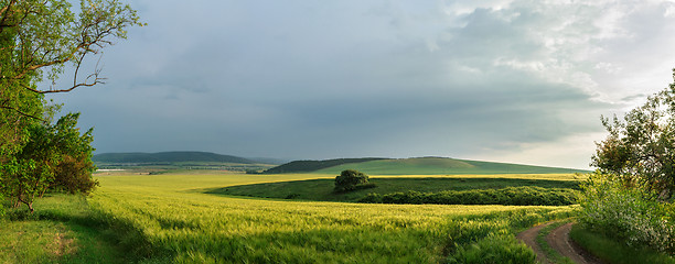 Image showing growing wheat at sunset