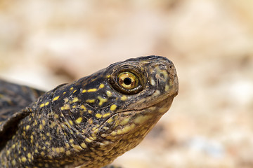 Image showing Turtle head closeup