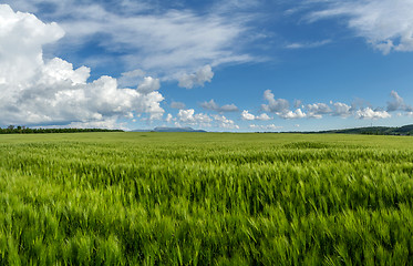 Image showing field of green wheat