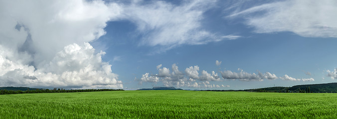 Image showing field of green wheat