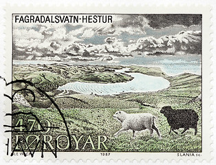 Image showing Two Domestic Sheeps from Hestur 