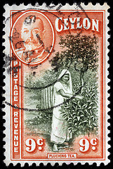 Image showing Ceylon Stamp, Plucking Tea