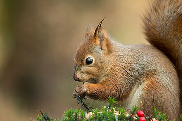 Image showing Red Squirrel