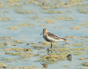 Image showing Dunlin