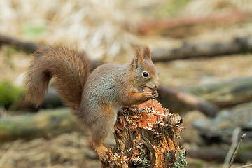 Image showing Red Squirrel with Hazel Nut