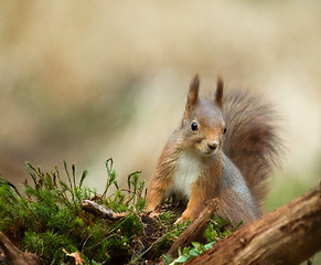 Image showing Red Squirrel