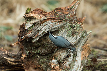 Image showing Eurasian Nuthatch and Seed