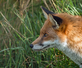 Image showing Red Fox Profile