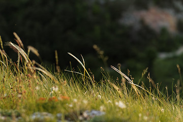 Image showing Green grass