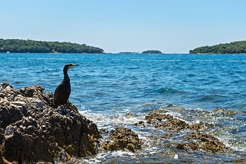 Image showing Cormorant on the rocky beach in Istria