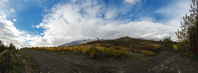 Image showing Vineyard on a background of mountains and sky