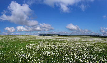 Image showing field of daisy flowers