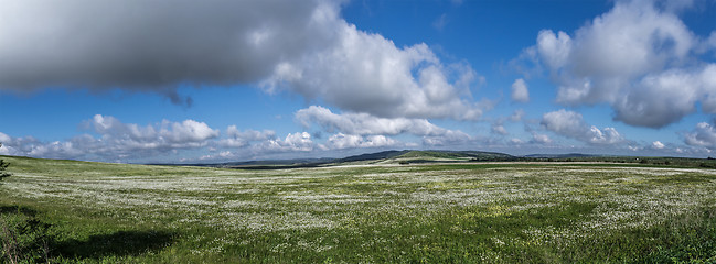 Image showing field of daisy flowers