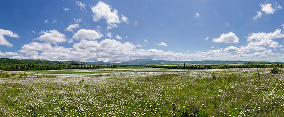 Image showing field of daisy flowers