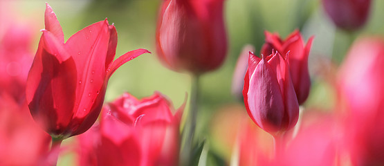 Image showing panorama of red tulips