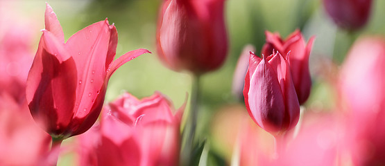 Image showing panorama of red tulips