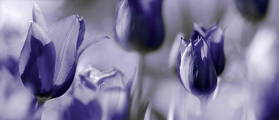 Image showing tinted tulips concept