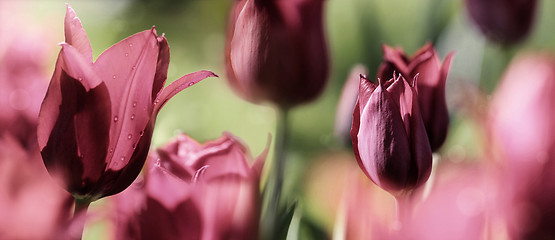 Image showing tinted tulips concept