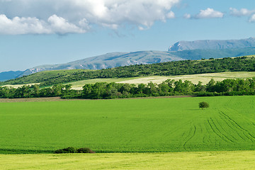 Image showing field of green wheat