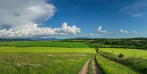 Image showing field of green wheat