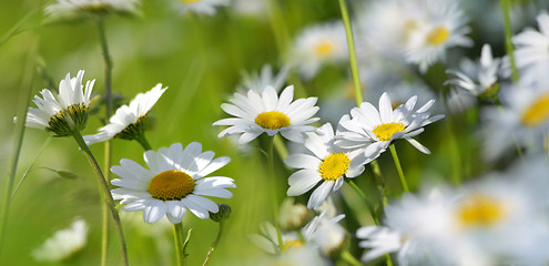 Image showing marguerites on a summer meadow