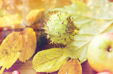 Image showing close up of autumn leaves, fruits and berries